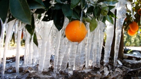 Icicles are formed on an orange tree in an orange grove in Redlands, Calif., Tuesday, Jan. 15, 2013. (AP / Jae C. Hong) Read more: http://www.ctvnews.ca/canada/cold-snap-in-california-arizona-likely-to-drive-up-canadian-produce-prices-1.1124323#ixzz2Iy8GSlUV