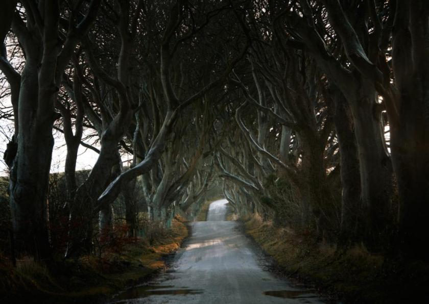 The Dark Hedges lined the roads of Northern Ireland- filming location for the Game of Thrones. (Andy Lee/Caters News)
