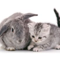 British Shorthair silver-spotted kitten, 8 weeks old, with silver Lop rabbit. (Photo: Warren photographic/Caters News)