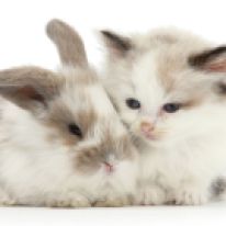 Colourpoint kitten with baby rabbit. (Photo: Warren photographic/Caters News)