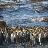 Killer whales suddenly enter a small bay at Subantarctic Marion Island, surprising a small huddle of King Penguins busy preening themselves in the water. This image was named as the winner in the Ecology and Environmental Science category. (PA)