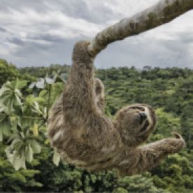 Luciano had to climb the cecropia tree, in the protected Atlantic rainforest of southern Bahia, Brazil, to take an eye-level shot of this three-toed sloth. Sloths like to feed on the leaves of these trees, and so they are often seen high up in the canopy.