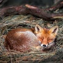 One fox is captured curled up sleeping in a straw nest. (SWNS)